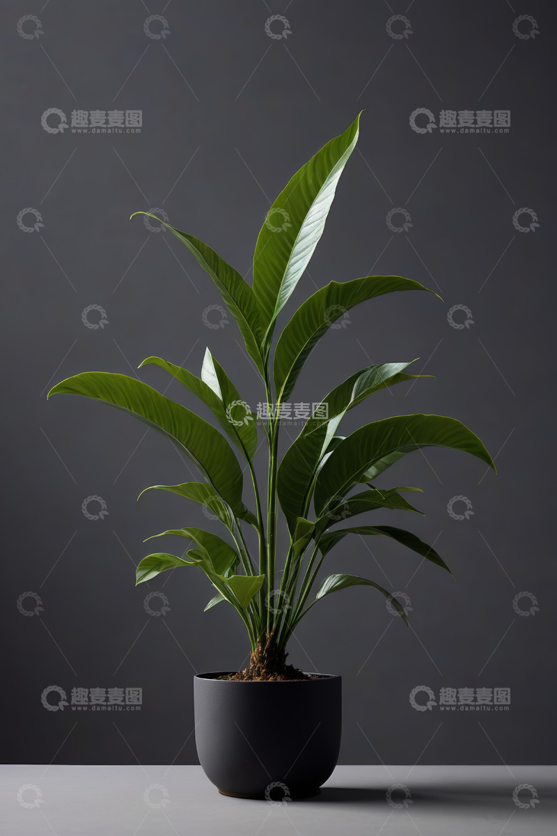 高清大图下载【趣麦麦图】黑色花盆中的绿色室内植物