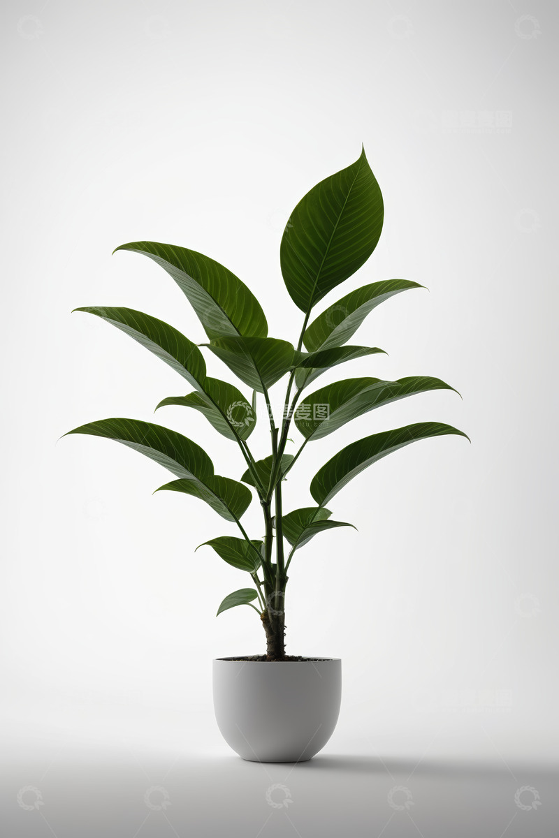 高清大图下载【趣麦麦图】白色花盆中绿植特写