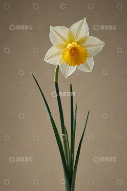 黄色水仙花特写素材