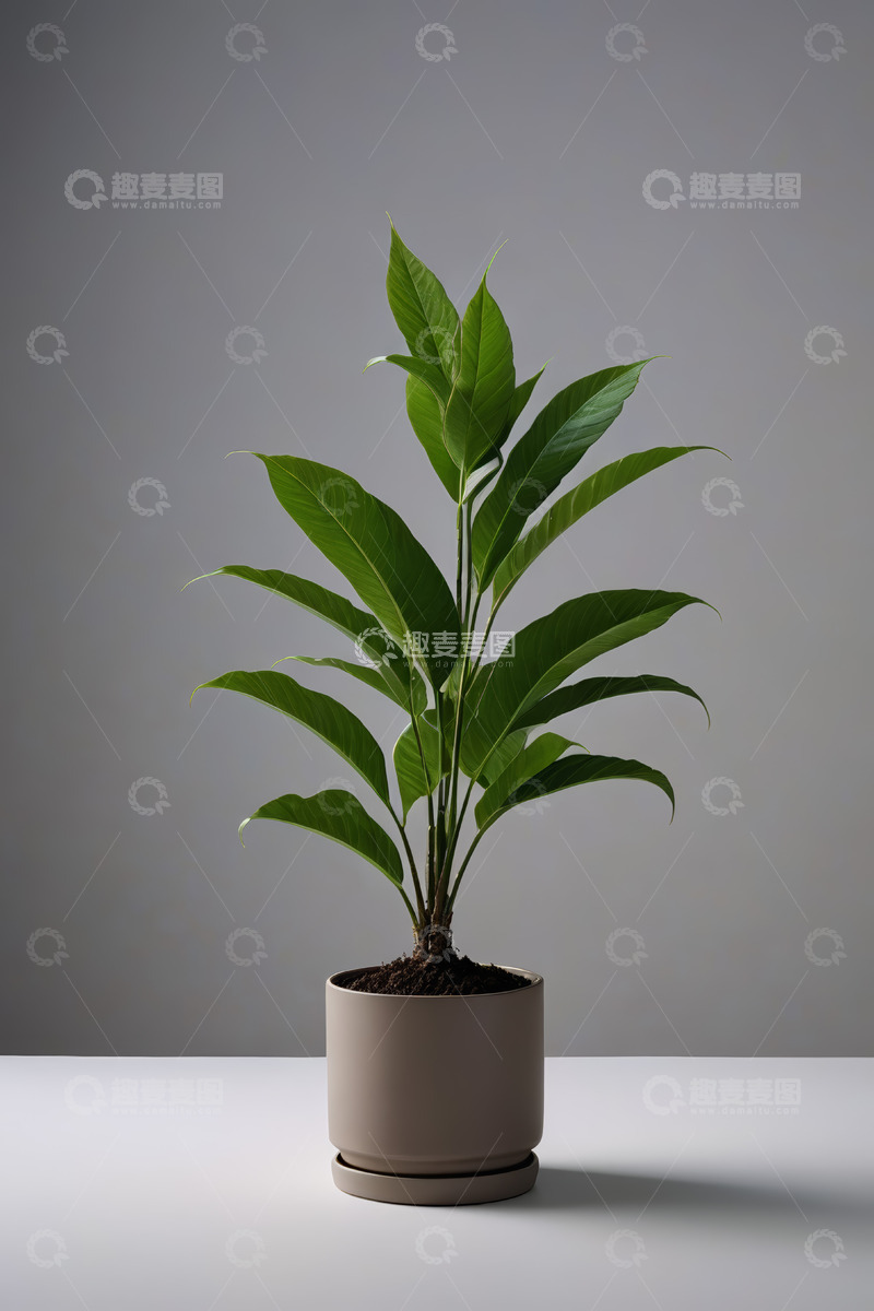 高清大图下载【趣麦麦图】盆栽绿植室内植物素材