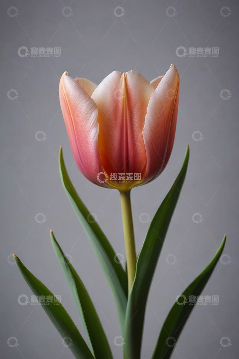 高清大图下载【趣麦麦图】单支粉色郁金香特写