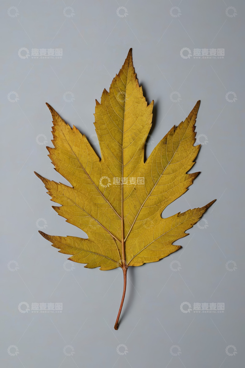 高清大图下载【趣麦麦图】黄色枫叶特写素材