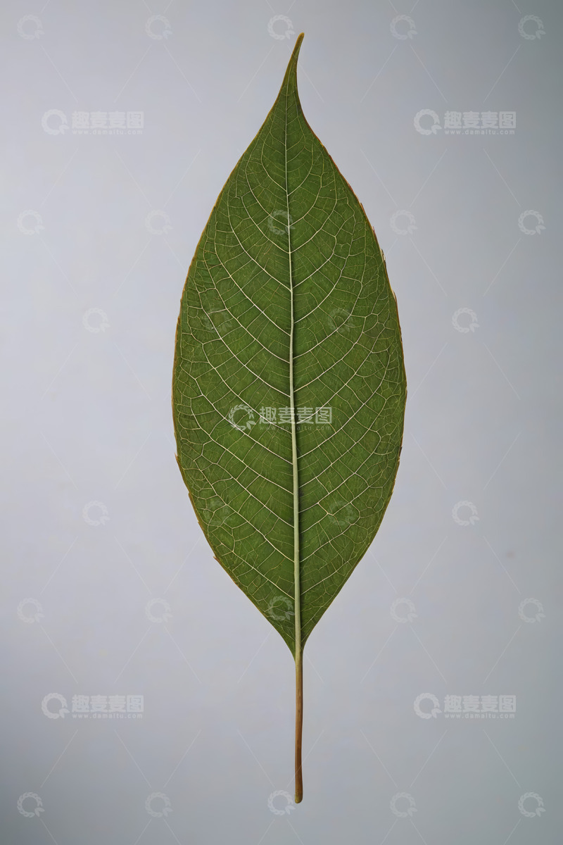 高清大图下载【趣麦麦图】绿色植物叶片特写素材