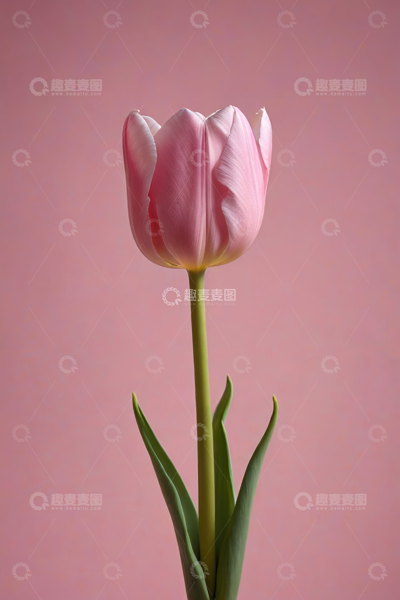 高清大图下载【趣麦麦图】粉色郁金香特写