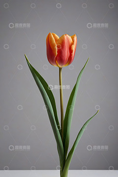 单支红黄渐变郁金香特写