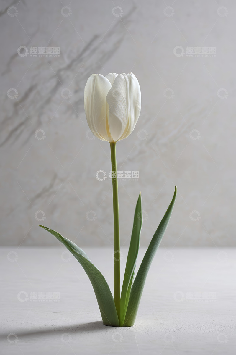 高清大图下载【趣麦麦图】白色郁金香特写静物