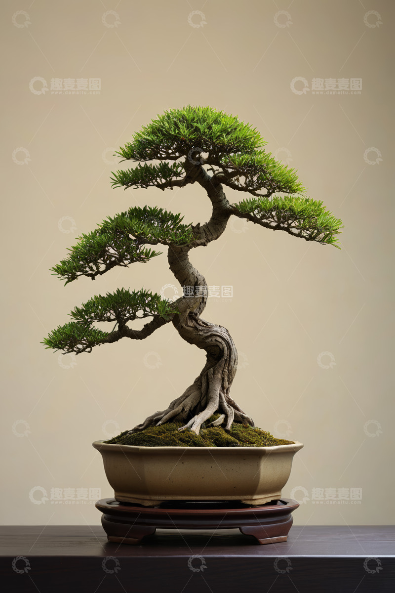 高清大图下载【趣麦麦图】精致盆栽松树特写素材