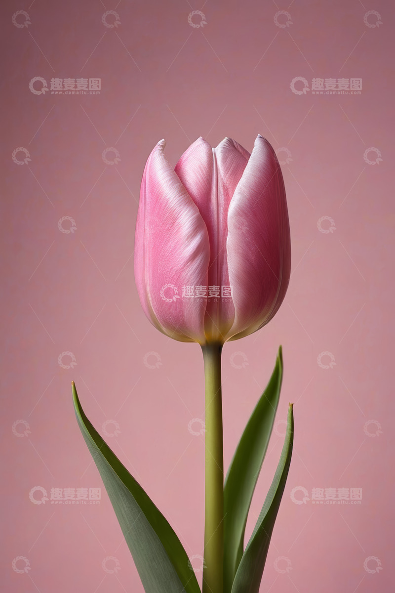 高清大图下载【趣麦麦图】粉色郁金香特写