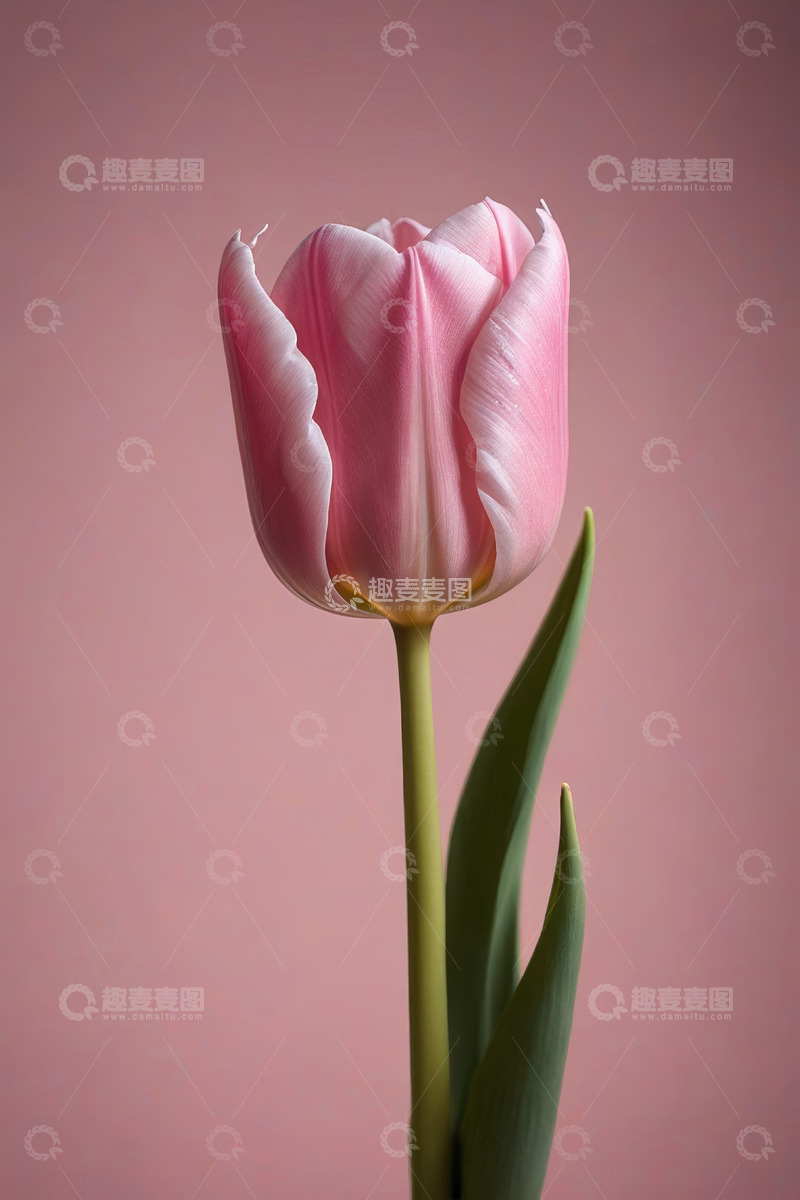 高清大图下载【趣麦麦图】粉色郁金香特写