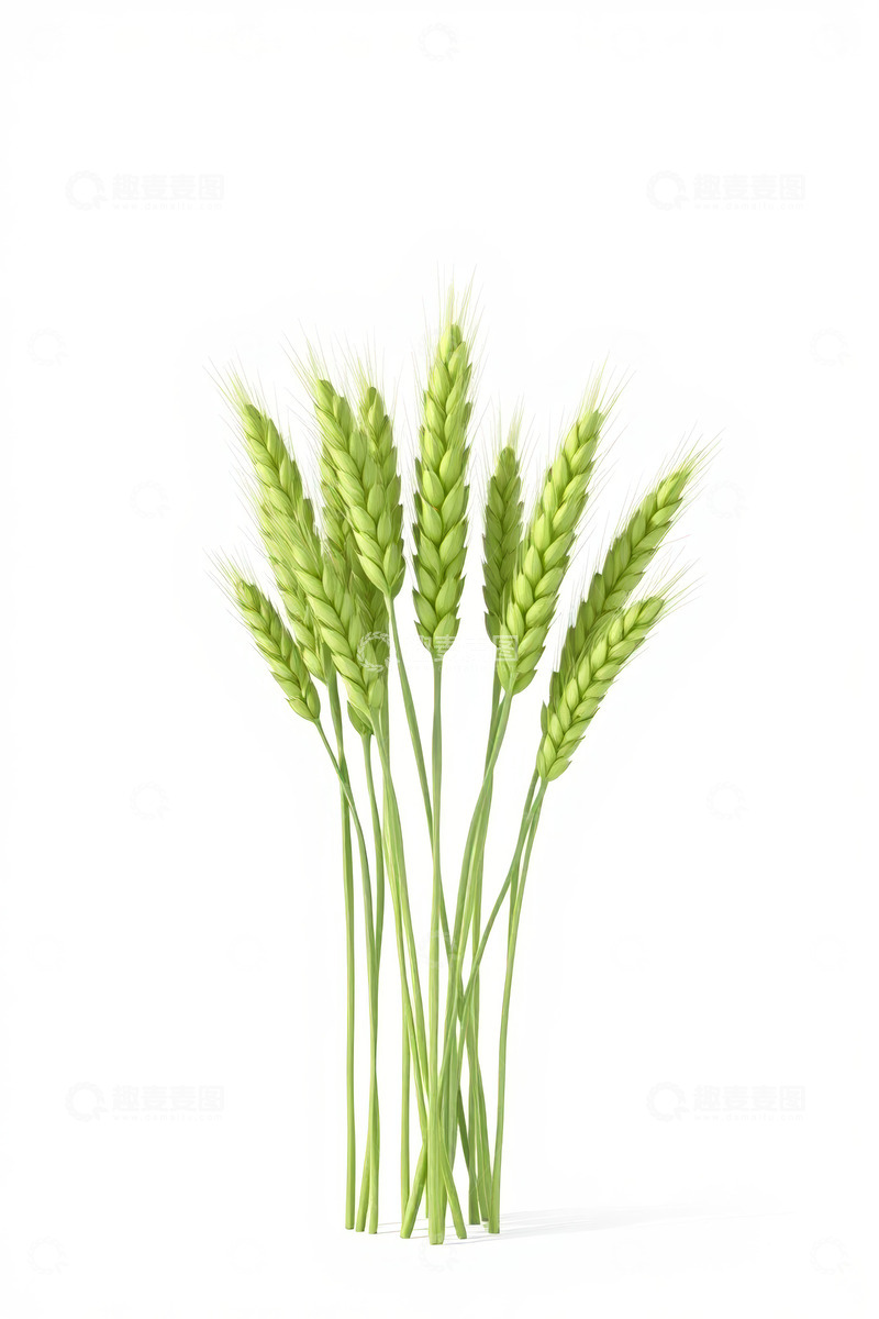 高清大图下载【趣麦麦图】绿色麦穗特写素材