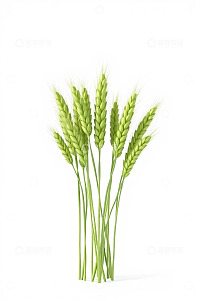 绿色麦穗特写素材