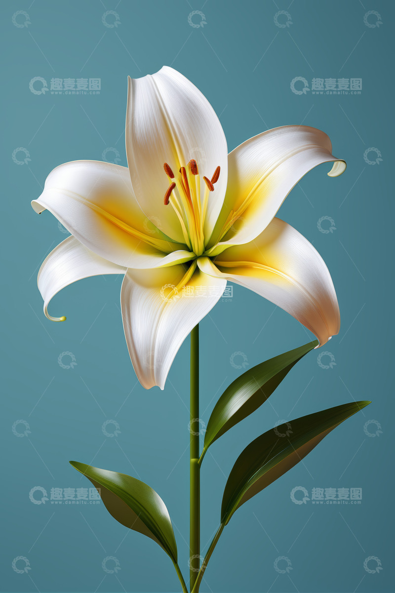 高清大图下载【趣麦麦图】白色百合花特写