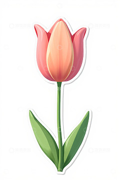粉色郁金香花卉插画素材