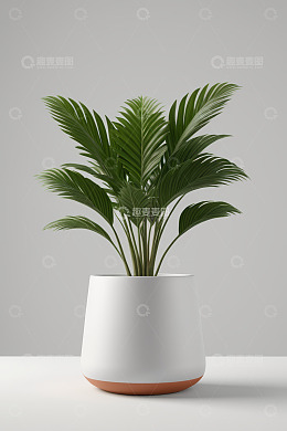 白色花盆中的绿色室内植物
