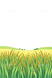 金黄小麦田自然风光