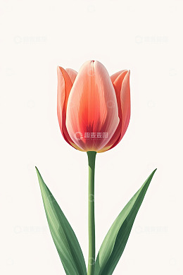 粉色郁金香花卉特写