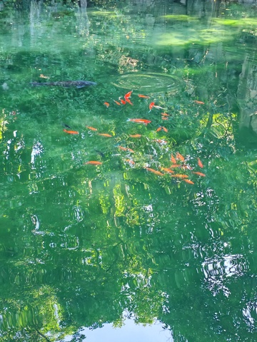 锦鲤戏水自然风光摄影