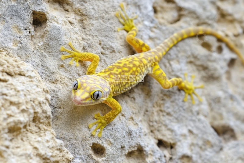 高清大图下载【趣麦麦图】岩石上爬行的一只黄色壁虎