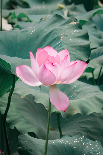 荷花盛开自然风光摄影1