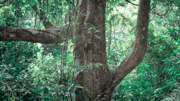 森林绿意盎然树木摄影