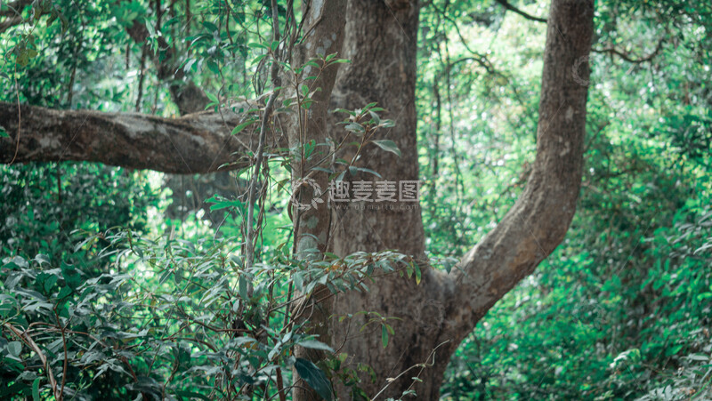 高清大图下载【趣麦麦图】森林绿意盎然树木摄影