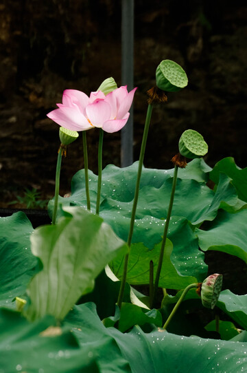 荷花盛开荷叶莲蓬池塘美景自然摄影
