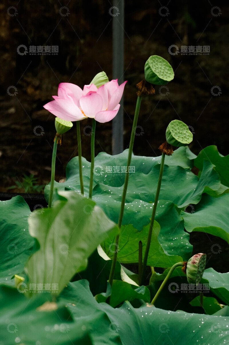 高清大图下载【趣麦麦图】-荷花盛开荷叶莲蓬池塘美景自然摄影