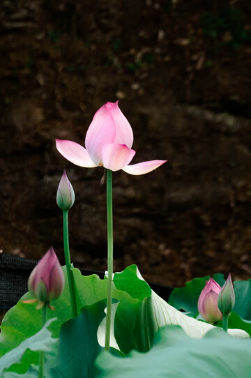 荷花绽放花苞自然美景摄影