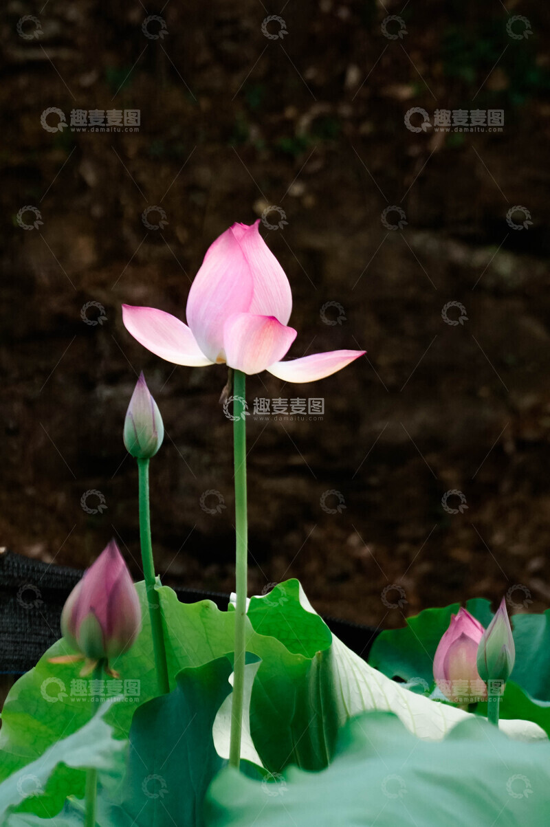 高清大图下载【趣麦麦图】-荷花绽放花苞自然美景摄影