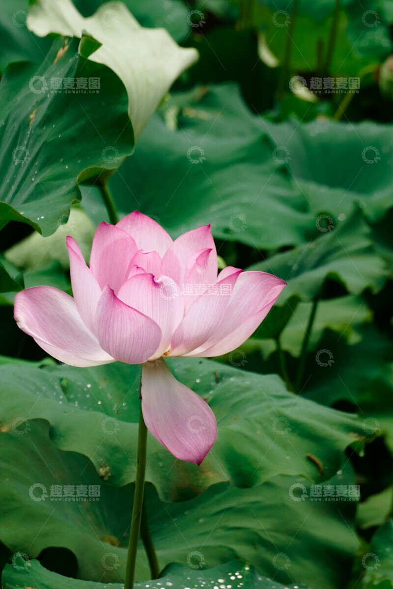 高清大图下载【趣麦麦图】粉荷绿叶自然风景摄影