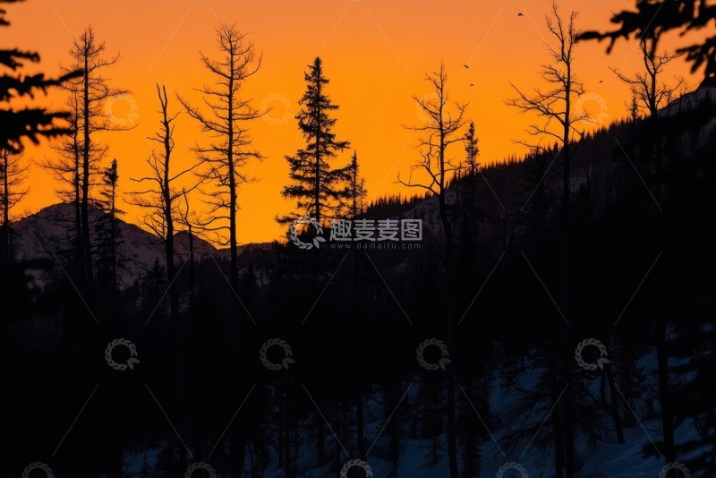 高清大图下载【趣麦麦图】黄昏日暮下一排排树木