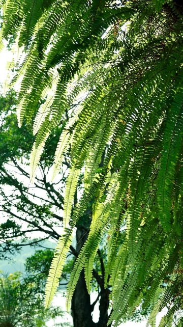 阳光下的绿色叶子