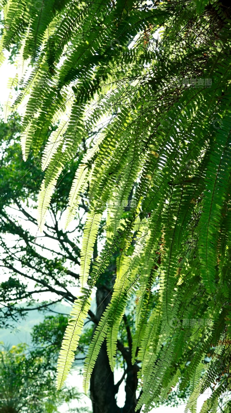 高清大图下载【趣麦麦图】阳光下的绿色叶子