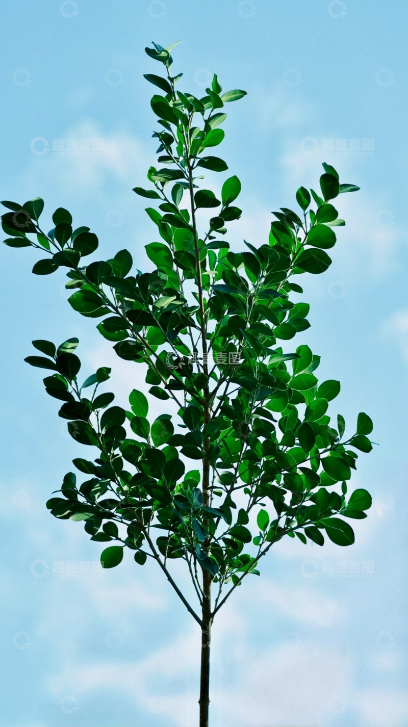 高清大图下载【趣麦麦图】冬天里的一抹绿色