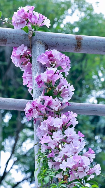 缠绕在栏杆上花儿