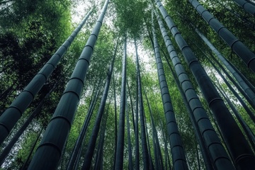 高耸如云的竹林