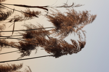 枯草秋意浓芦苇