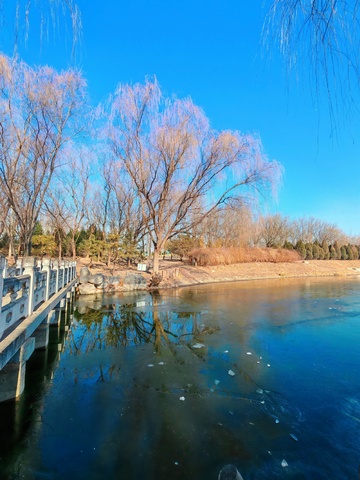 冬日湖畔柳枝风光