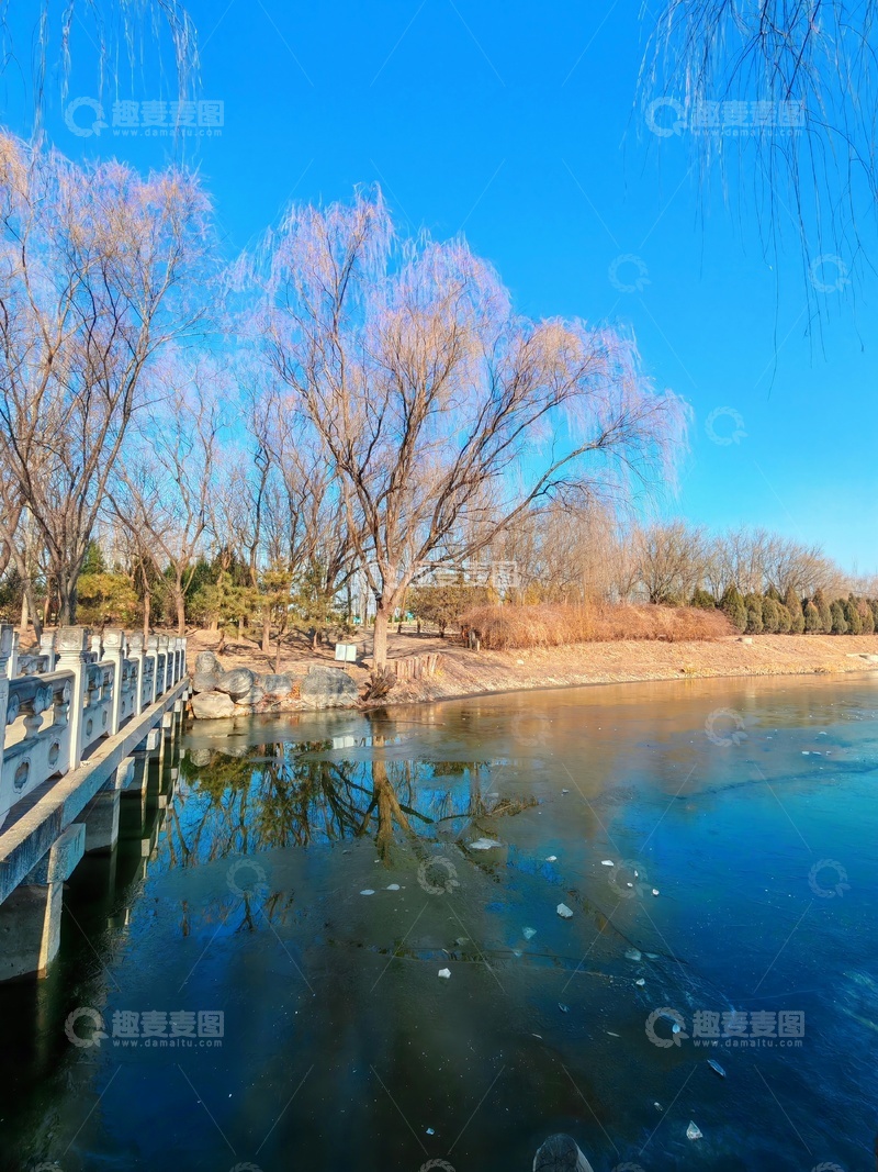 高清大图下载【趣麦麦图】冬日湖畔柳枝风光