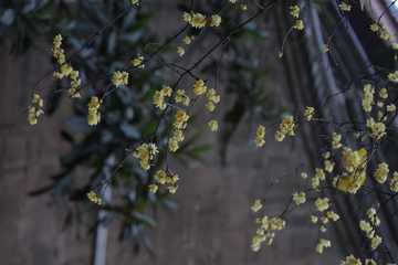 秋冬黄花映古墙腊梅