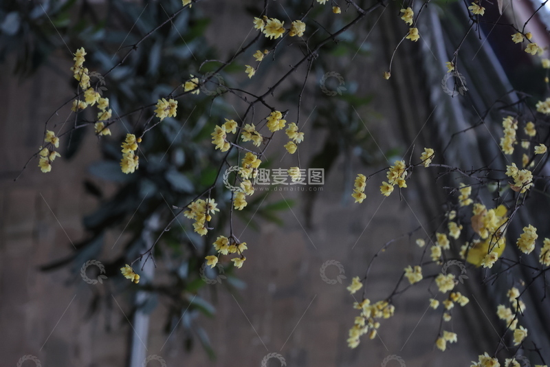 高清大图下载【趣麦麦图】秋冬黄花映古墙腊梅