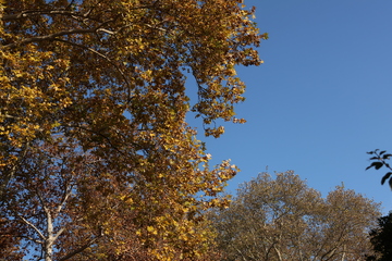 秋叶蓝天风景摄影图片