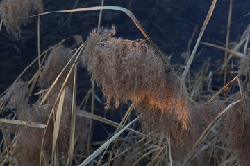 芦苇光影自然风景摄影
