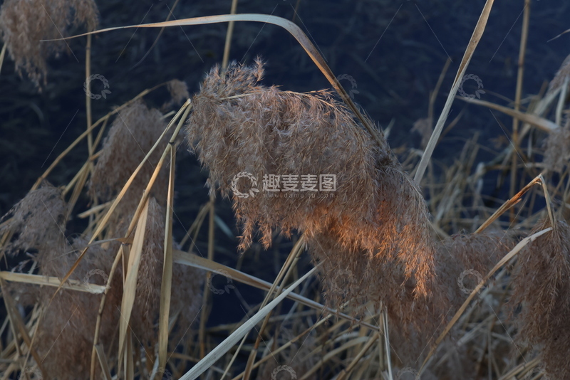 高清大图下载【趣麦麦图】芦苇光影自然风景摄影