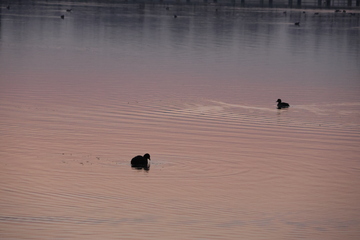黄昏湖面水禽游