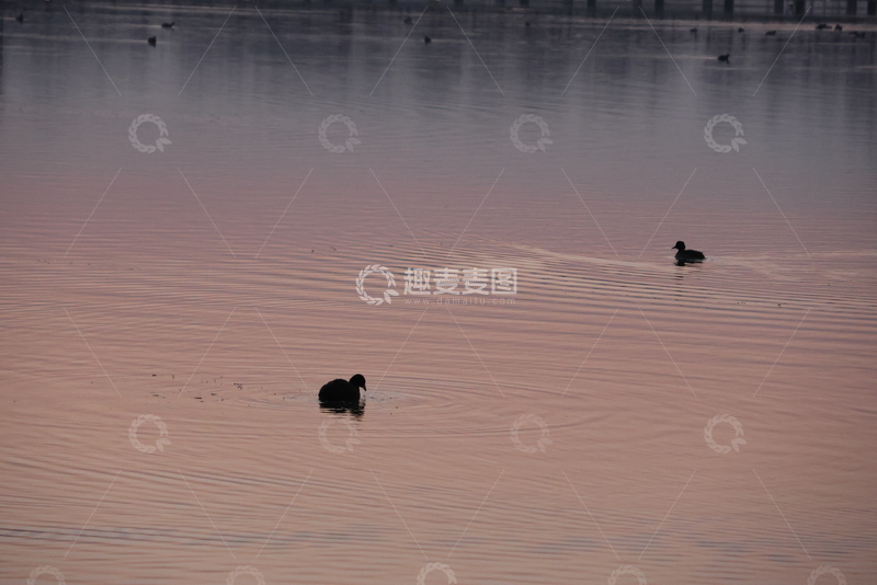 高清大图下载【趣麦麦图】-黄昏湖面水禽游