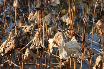 枯荷残韵冬日景