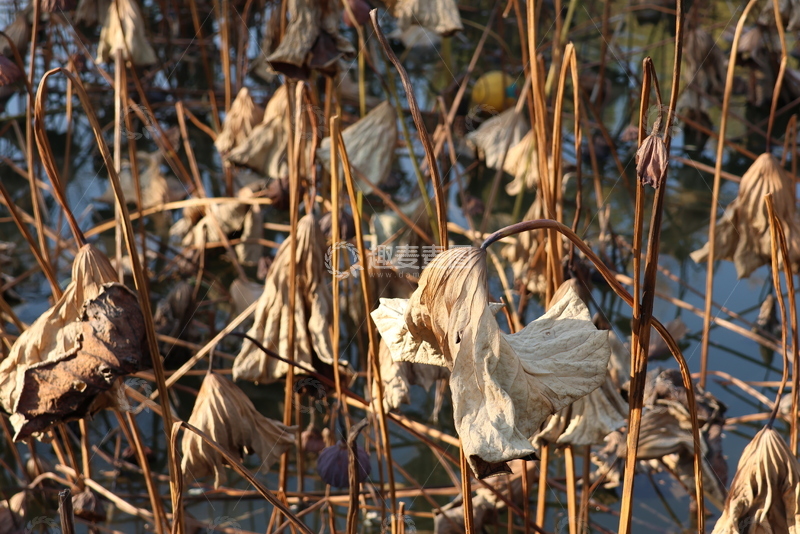 高清大图下载【趣麦麦图】枯荷残韵冬日景