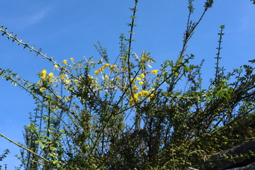 蓝天黄花植物自然风光
