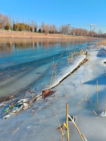 冰冻湖畔枯枝残叶